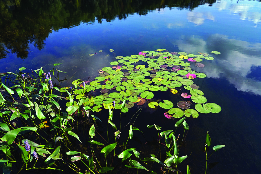 Waterlily and pickerel weed